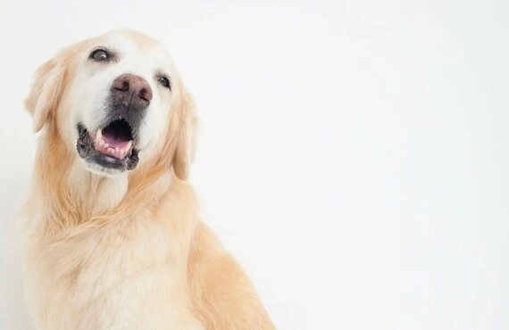 犬を安全にお届け | ペットタクシーならペットタクシーcocoタク