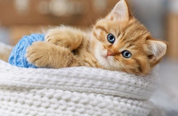 猫の通院等を相談 | ペットタクシーならペットタクシーcocoタク