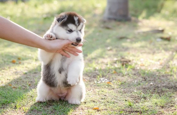 犬とお出掛け | ペットタクシーならペットタクシーcocoタク